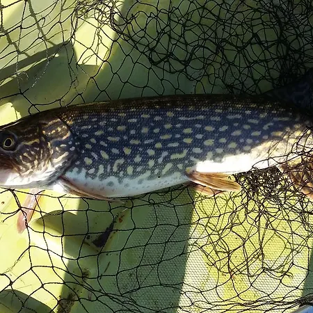 In * 쿠산코스키